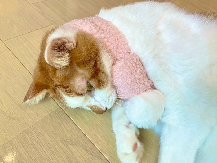 ペット×マフラーの組み合わせはかわいい!