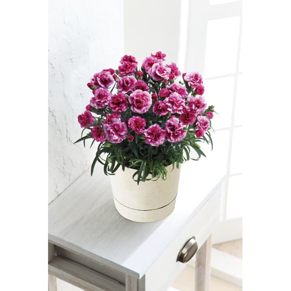 カーネーションのセット