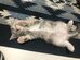 今日は「ニクキュウの日」かわいいが止まらないっ…！猫の肉球写真9選