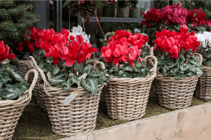 Victoria Kurylo/shutterstock.com