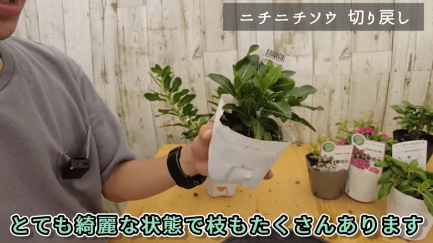 出所：@petit_fleur