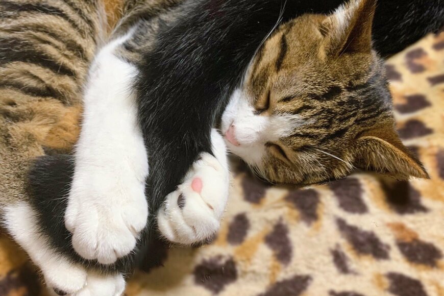 Twitterで話題の「抱きシッポ」で眠る猫