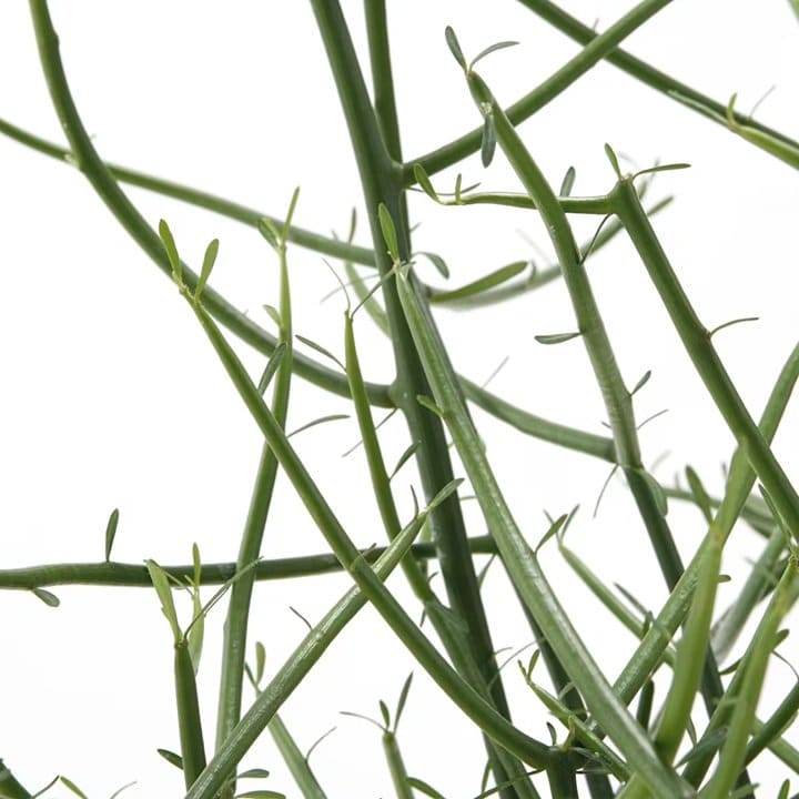 画像出所：無印良品公式オンラインストア