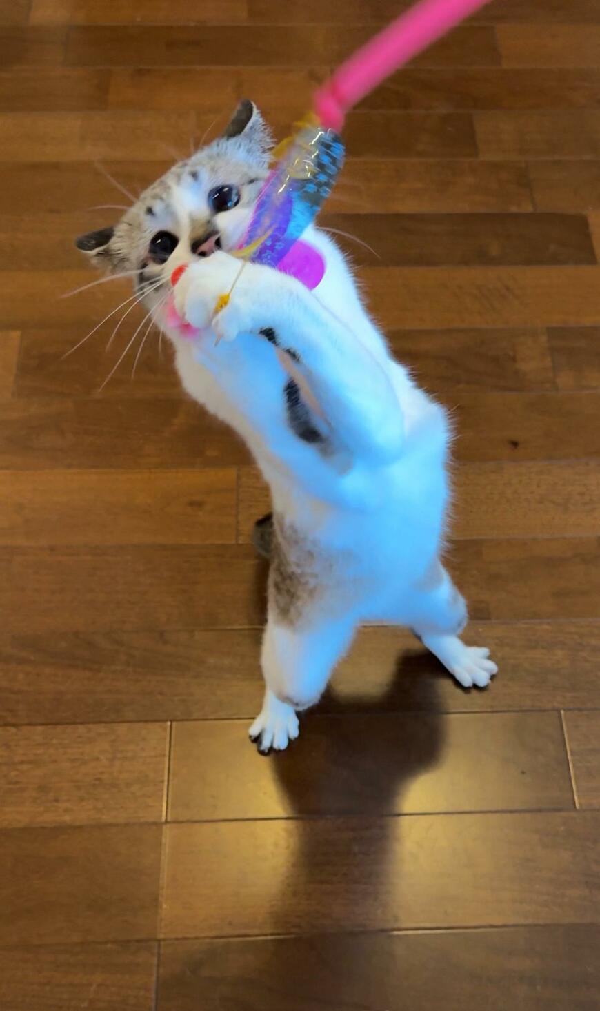 出所：@piennekomint