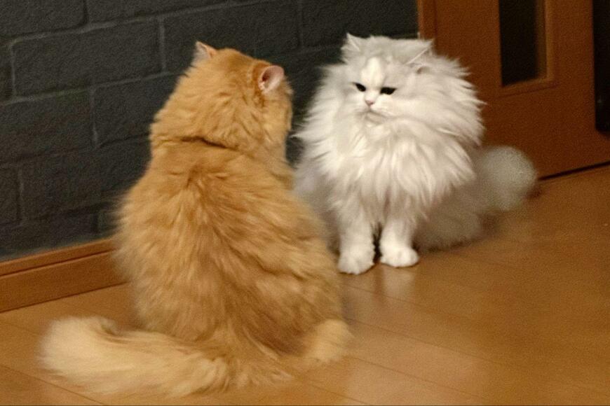 出所：@NEKOLAND13