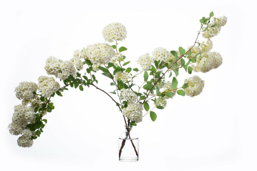 Lisavo/Shutterstock.com