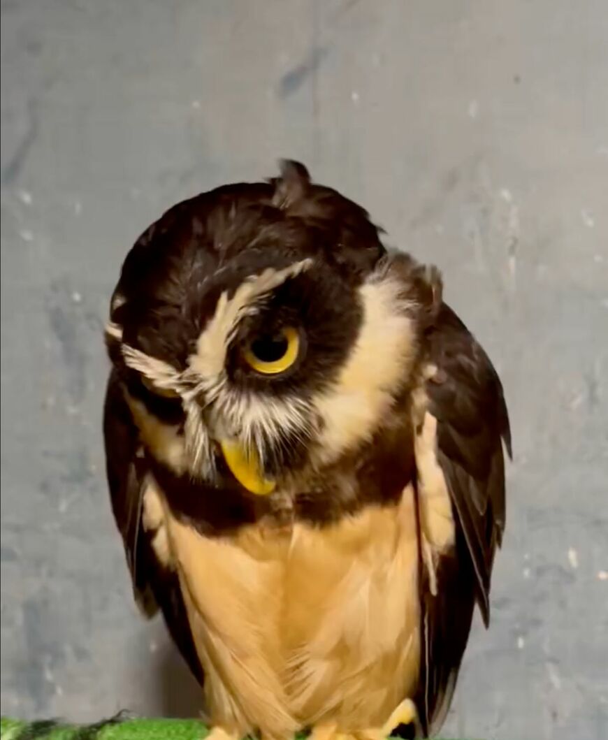 出所：@ooS6lBRTtjxdL7U