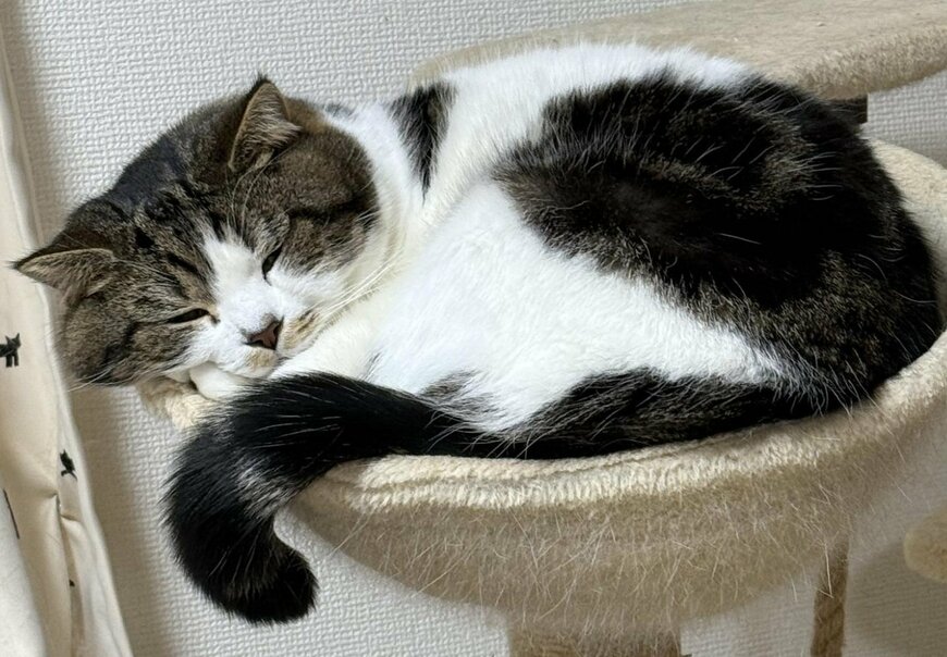 ベッドで眠る猫さんをよく見ると…まさかの「ほっぺ」に癒される人が続々