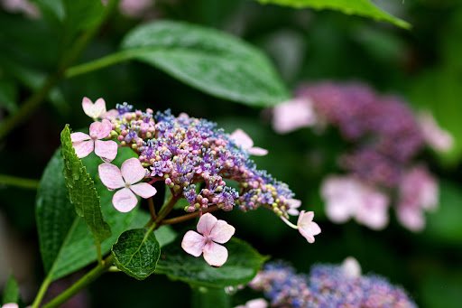 Ichirou Tsumori/shutterstock.com