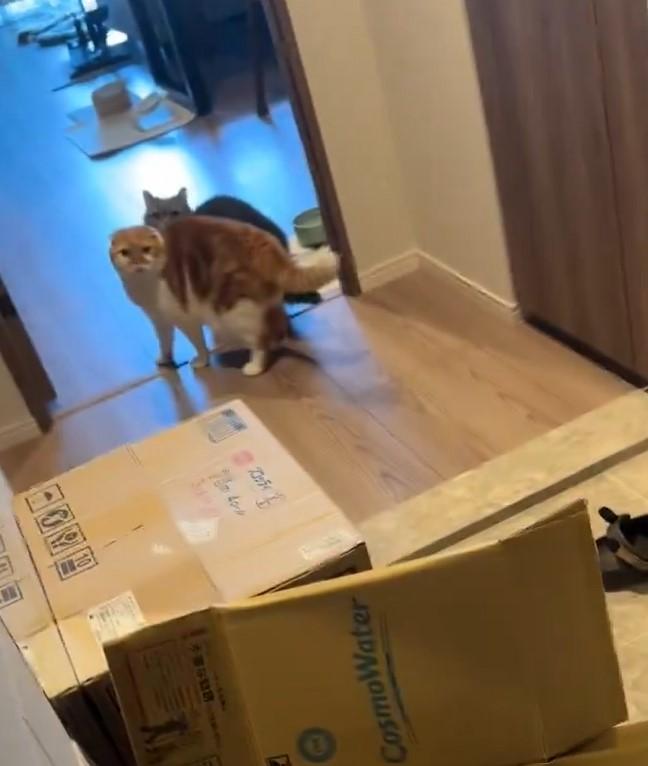 出所：@himaritomugi