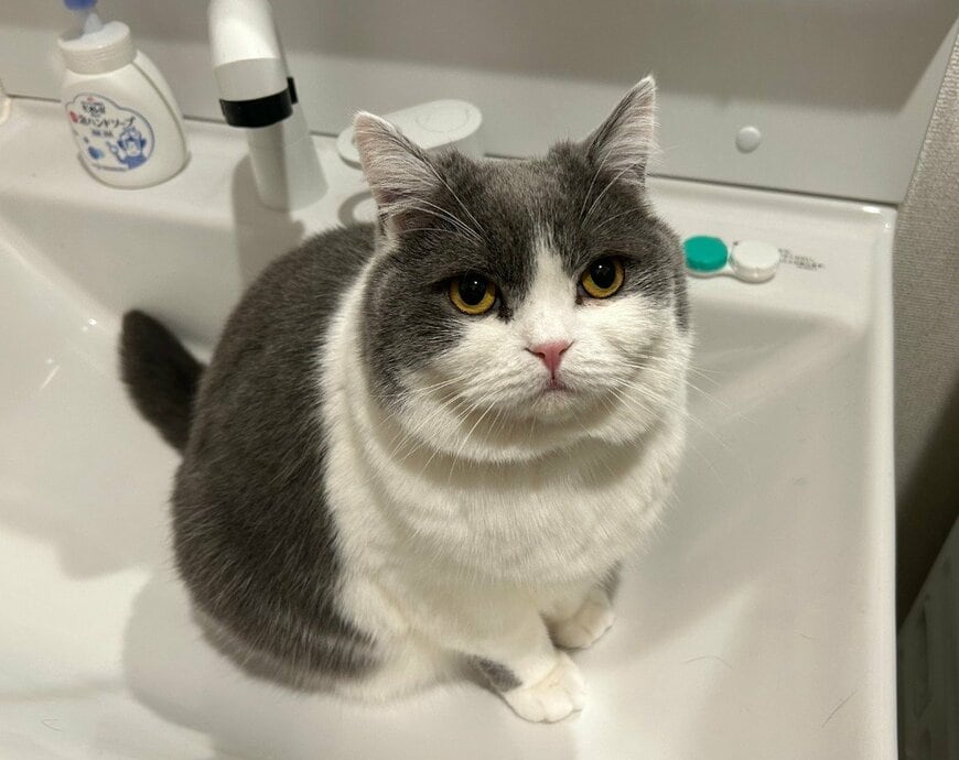 「偉すぎる」毎日飼い主さんのお風呂上がりを”出待ちする”猫→健気な様子に癒される