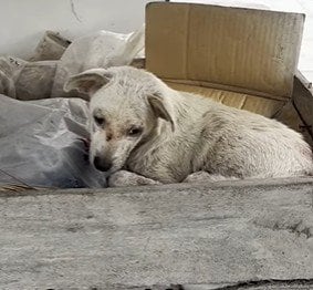 山積みになったゴミと共に座っていた犬「危うい状態」で救助→待ち受けていた未来に目頭が熱くなる