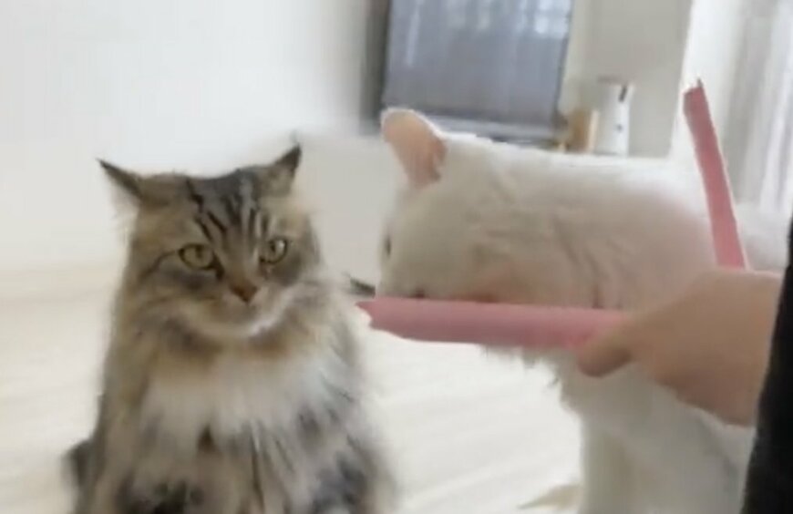 出所：@meltube_cat