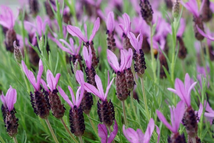 【次回6月支給分から増額】厚生年金＋基礎年金「ひとりで月額15万円（年額180万円）」のラインに届く人は何パーセント？