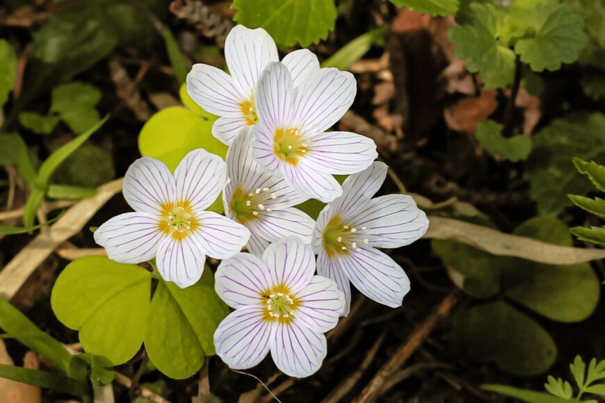 Tanya49/shutterstock.com