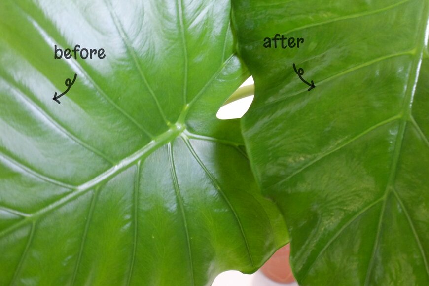 筆者撮影（無印良品 観葉植物用 リーフクリーナー使用前後、クワズイモ）