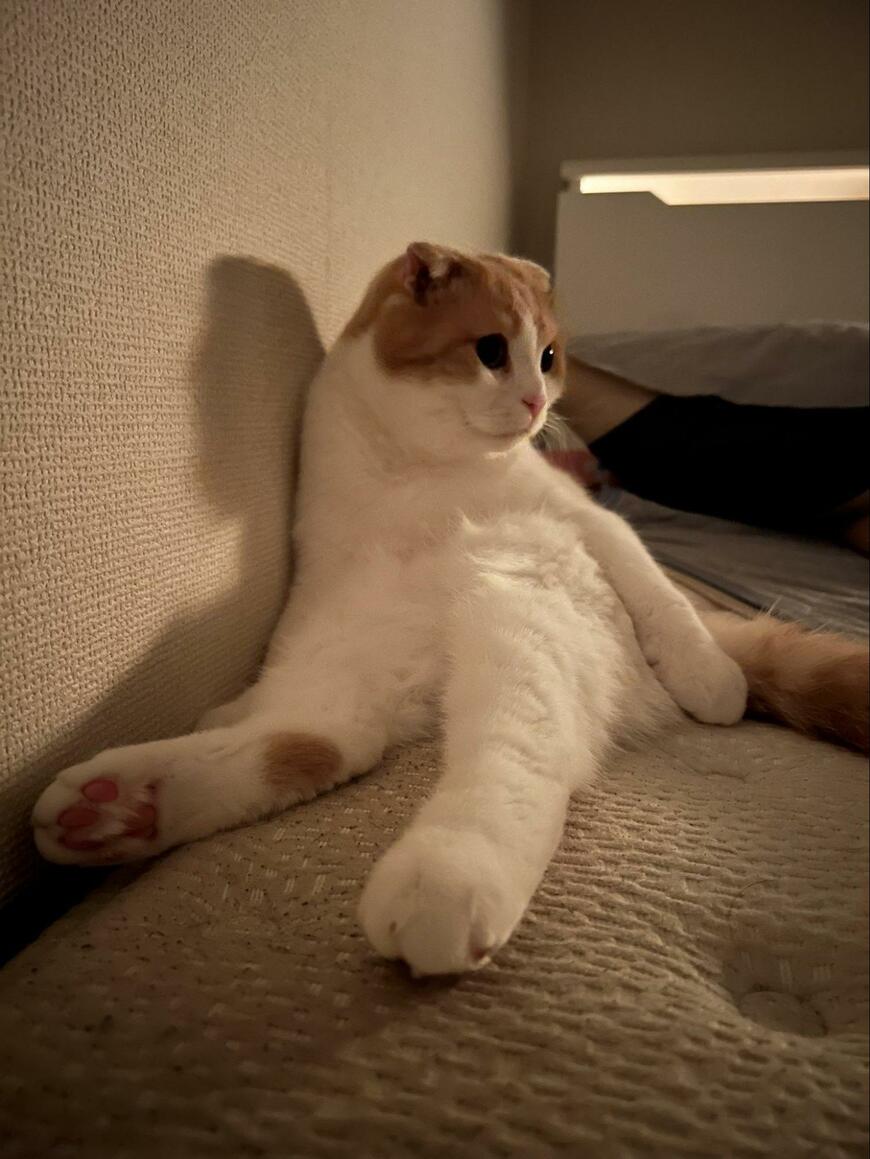 出所：@torotolo106106