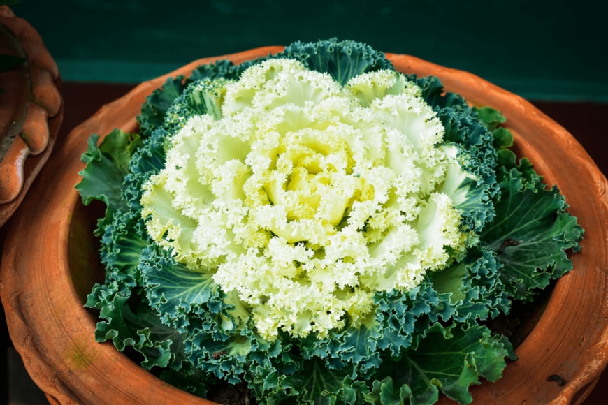 RANGINAPHOTOGRAPHY/shutterstock.com