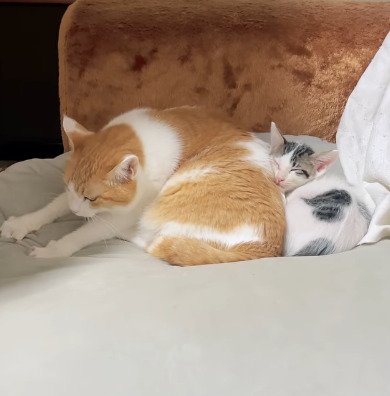 出所：@hikaitimilky