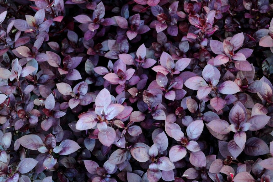 Wirestock/istockphoto.com