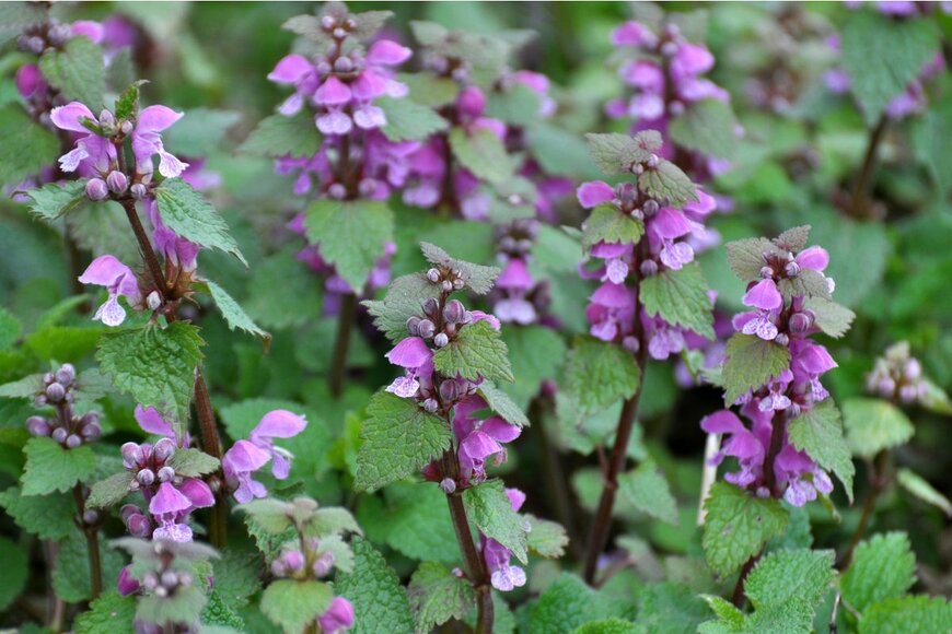 Orest lyzhechka/Shutterstock.com