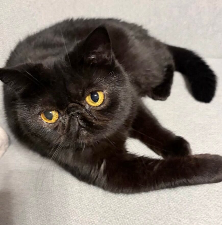 出所：@kotetsu_0420