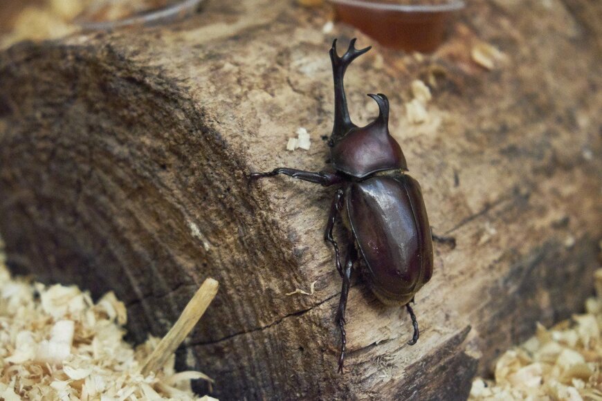 深夜に飼育しているカブトムシが脱走　発見された「まさかの場所」に笑ってしまう