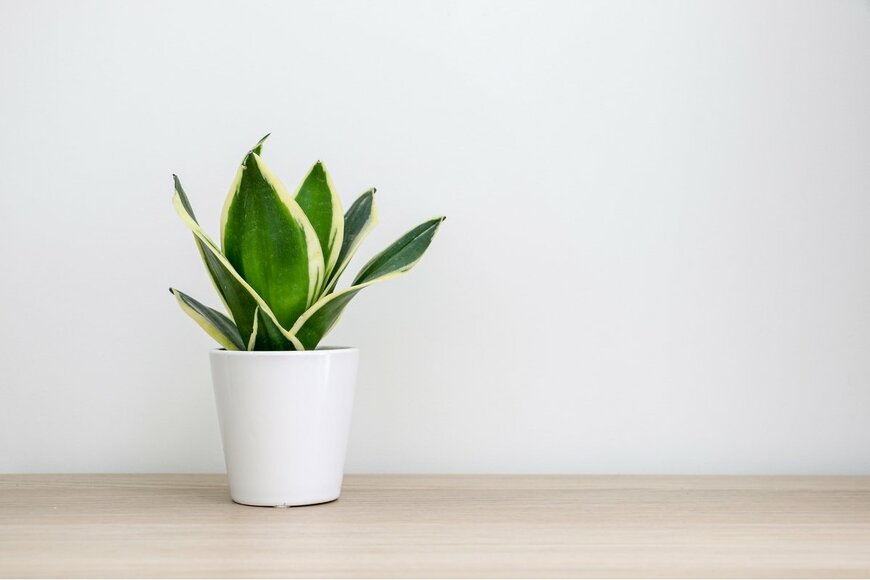 Adam Yee/Shutterstock.com