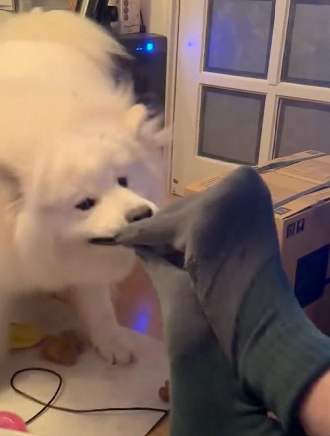 出所：@samoedsoran