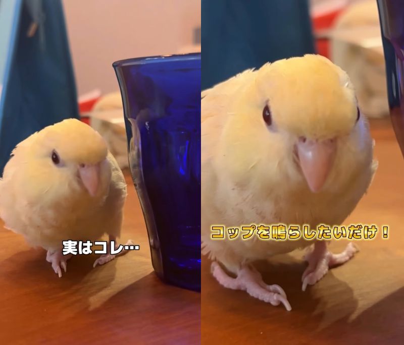 出所：@daiinkoteikoku_soraoto