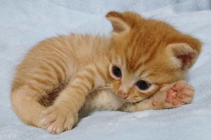 天使みたいな子猫の成長後→衝撃の「むき出し笑顔」が話題に…　「これが本性だね」