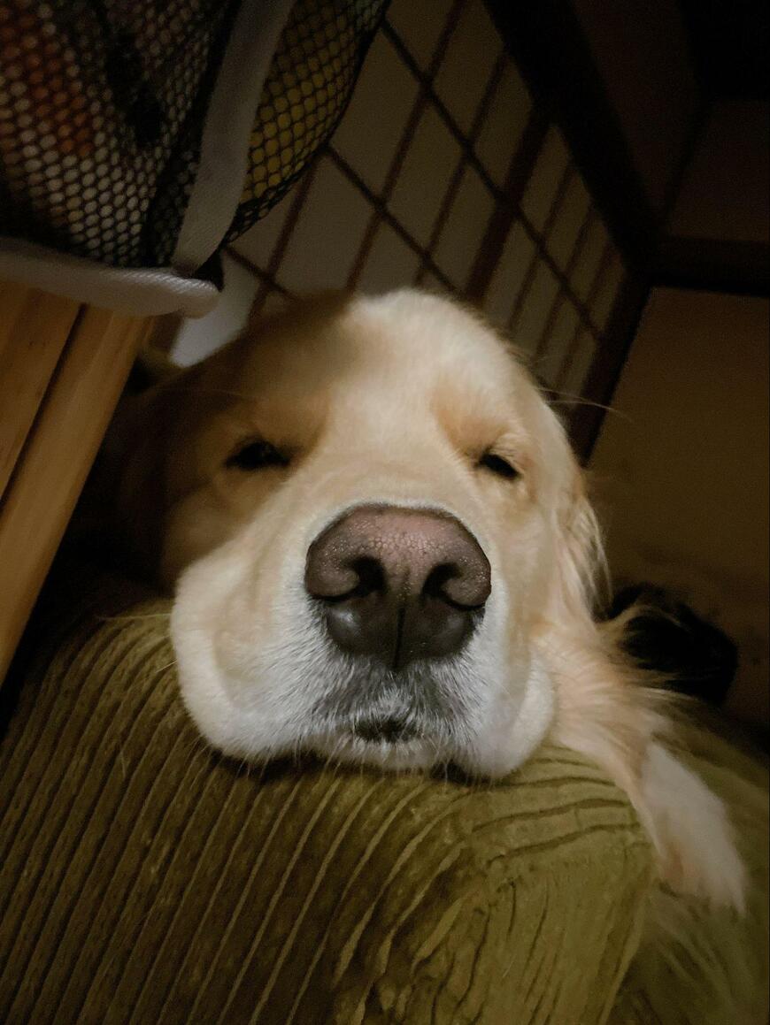 出所：@elmo_golret