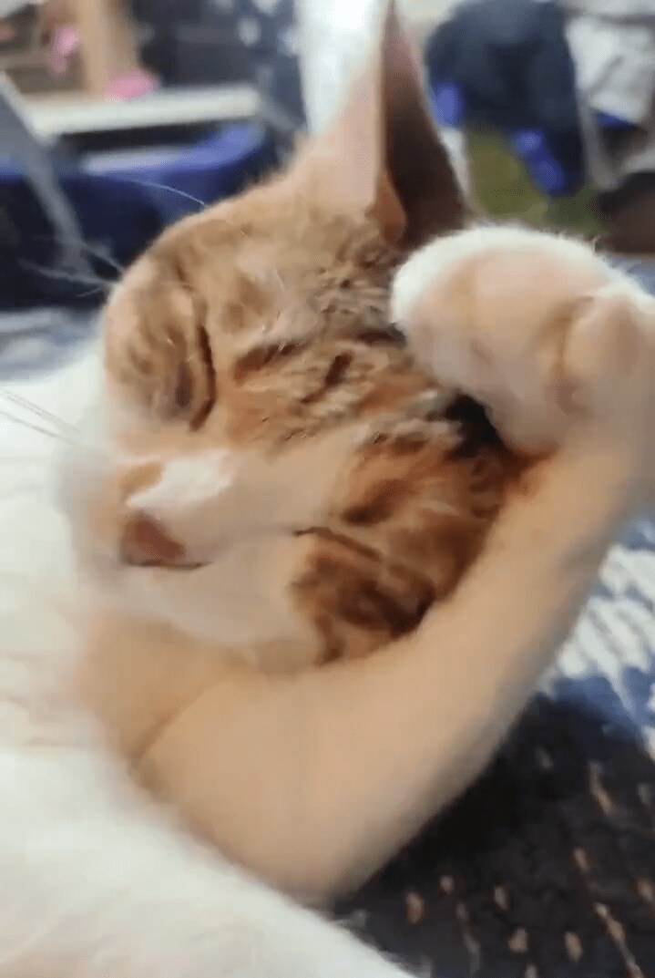 出所：@naokowatanabe5