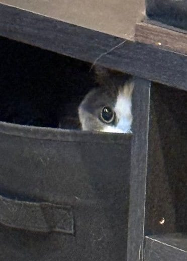 出所：@mog_cororincho