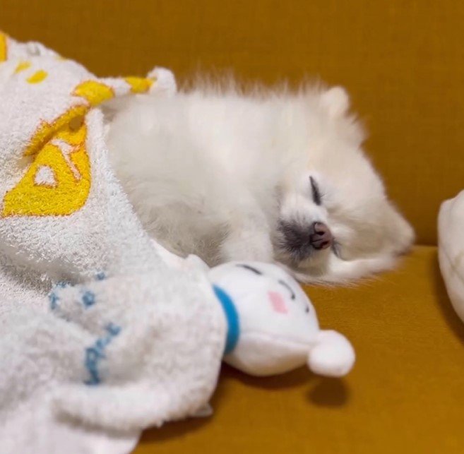 出所：@boku_ponchan