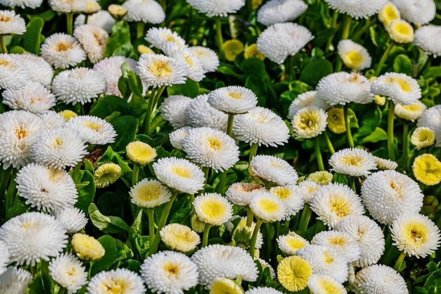 nnattalli/shutterstock.com