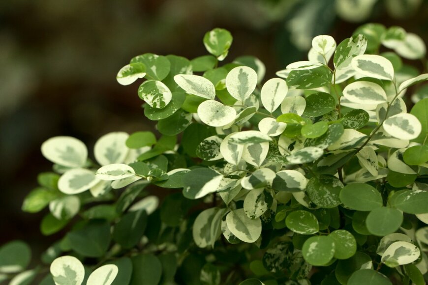 Skyprayer2005/shutterstock.com