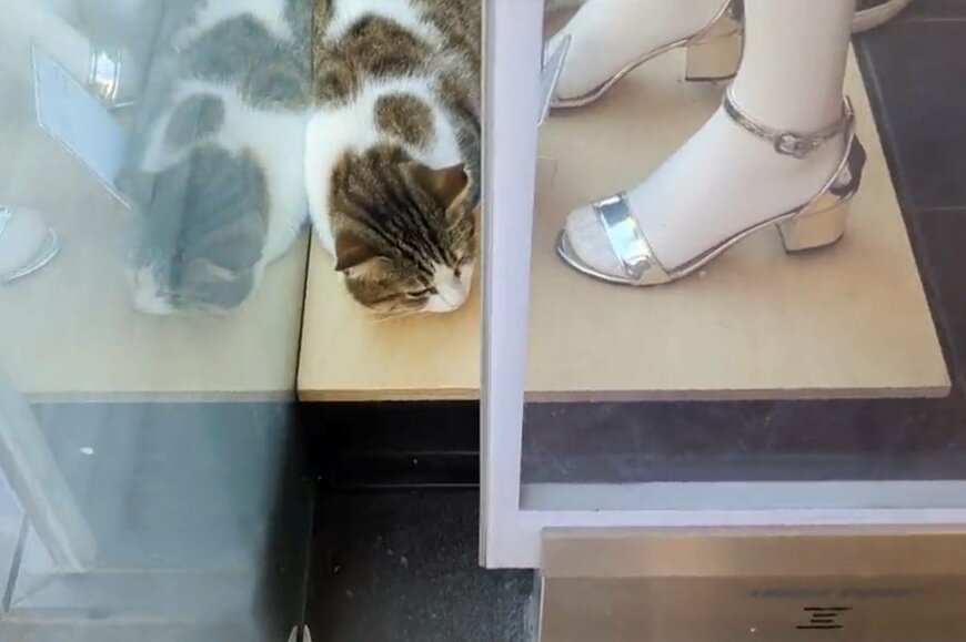 出所：@nekosanpoch