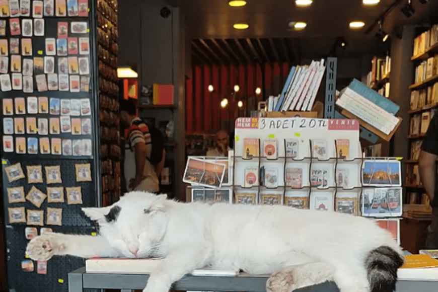トルコで撮影された「書店の商品の上で眠る猫」　日本では見かけない光景に驚きの声