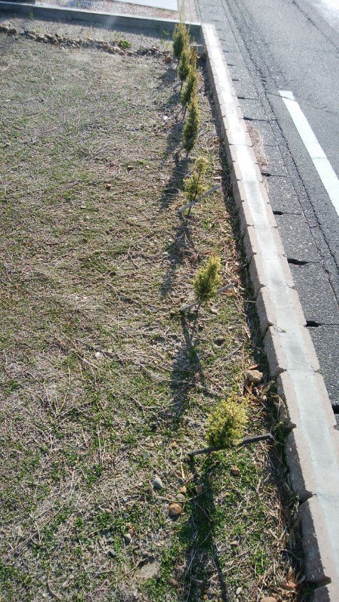 コニファーの苗木・生垣
