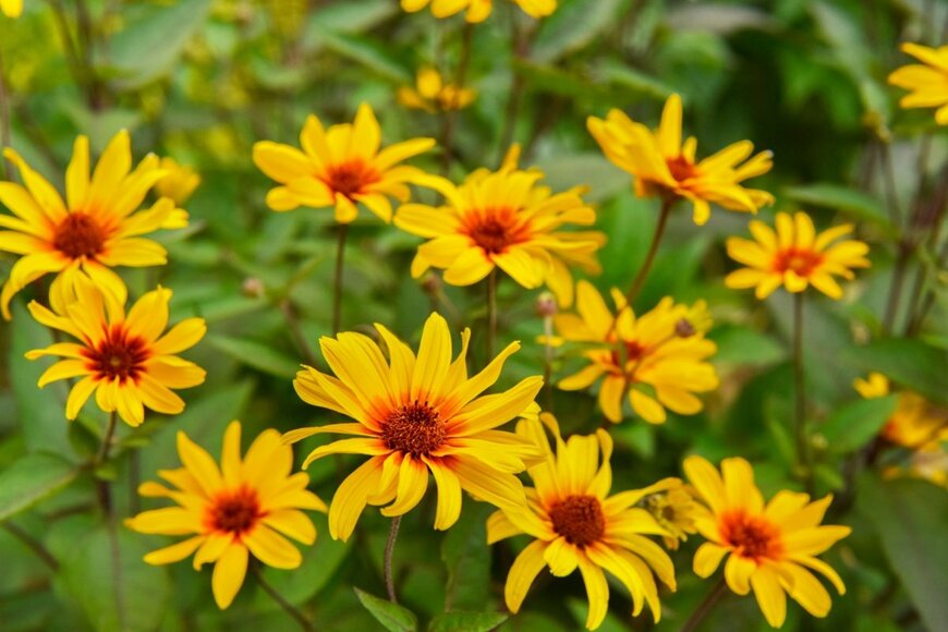 ヘリオプシスの花。花弁は黄色、中央部は茶色がかったオレンジ。
