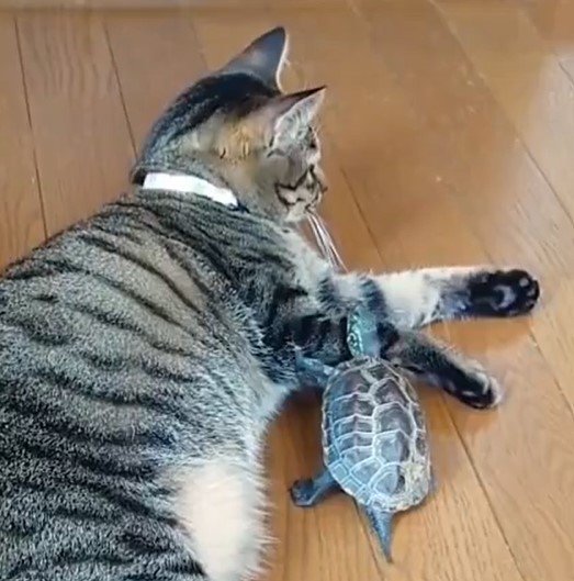 猫とカメ