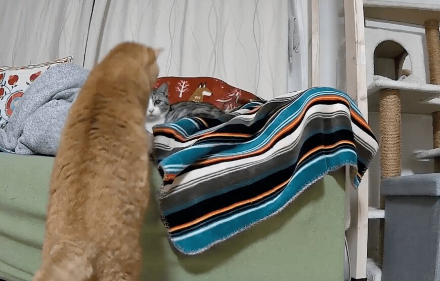 圧が強めのこいもちゃん