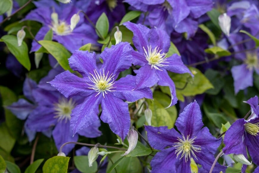 青紫色の花を咲かせている、ウィズリー