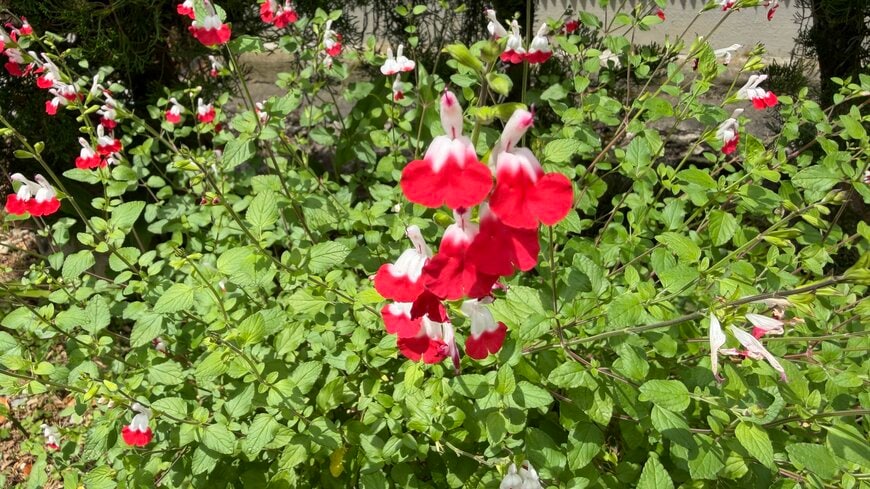 花がかわいすぎるチェリーセージの著者撮影写真