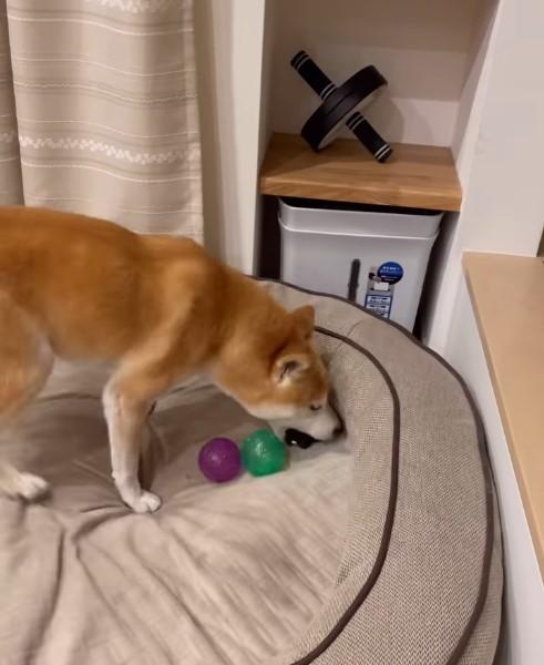 おもちゃをくわえる犬