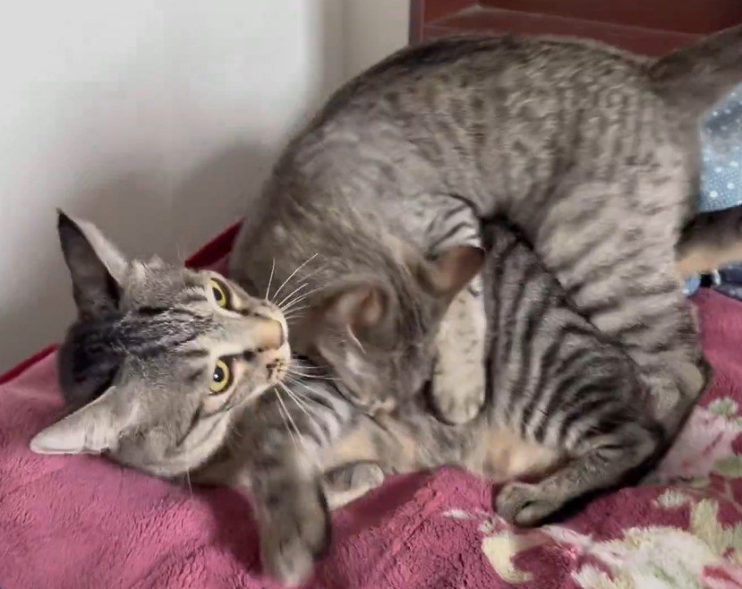 じゃれ合う2匹のキジトラ猫