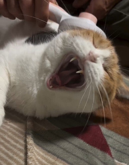 ブラッシングされる猫