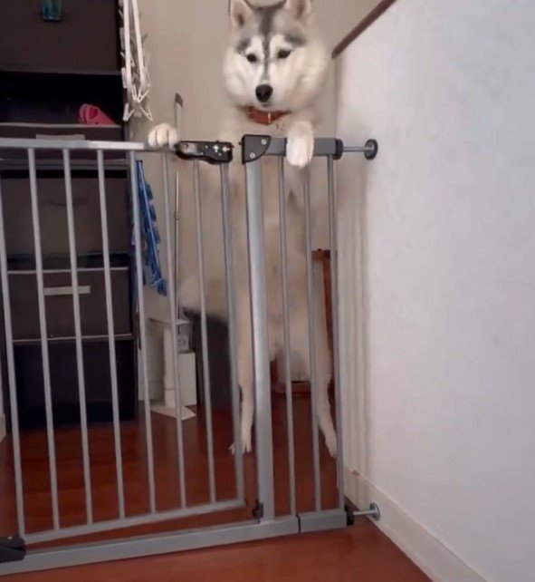 ゲートの前のハスキー犬