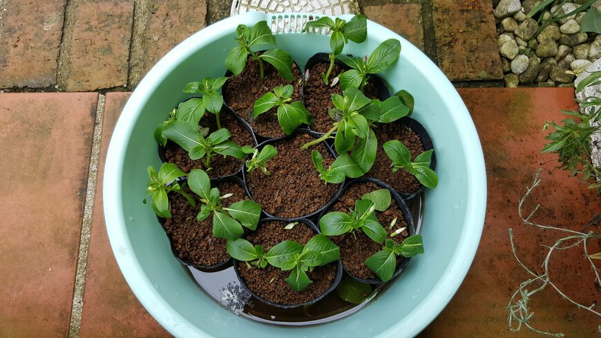 差し芽を背面給水している写真